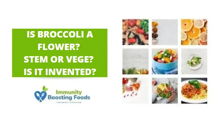 Read more about the article Is Broccoli A Flower? Stem or Vege? Is it Invented?