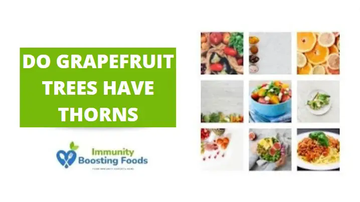 Read more about the article Do Grapefruit Trees Have Thorns?
