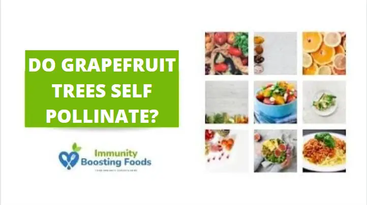Do grapefruit trees self pollinate?