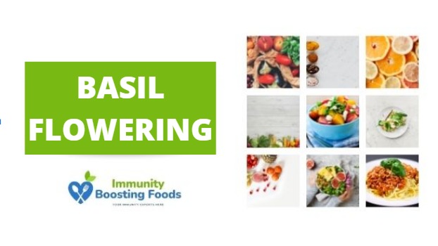 Basil Flowering
