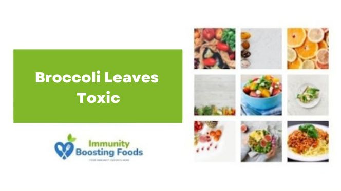 Broccoli Leaves Toxic