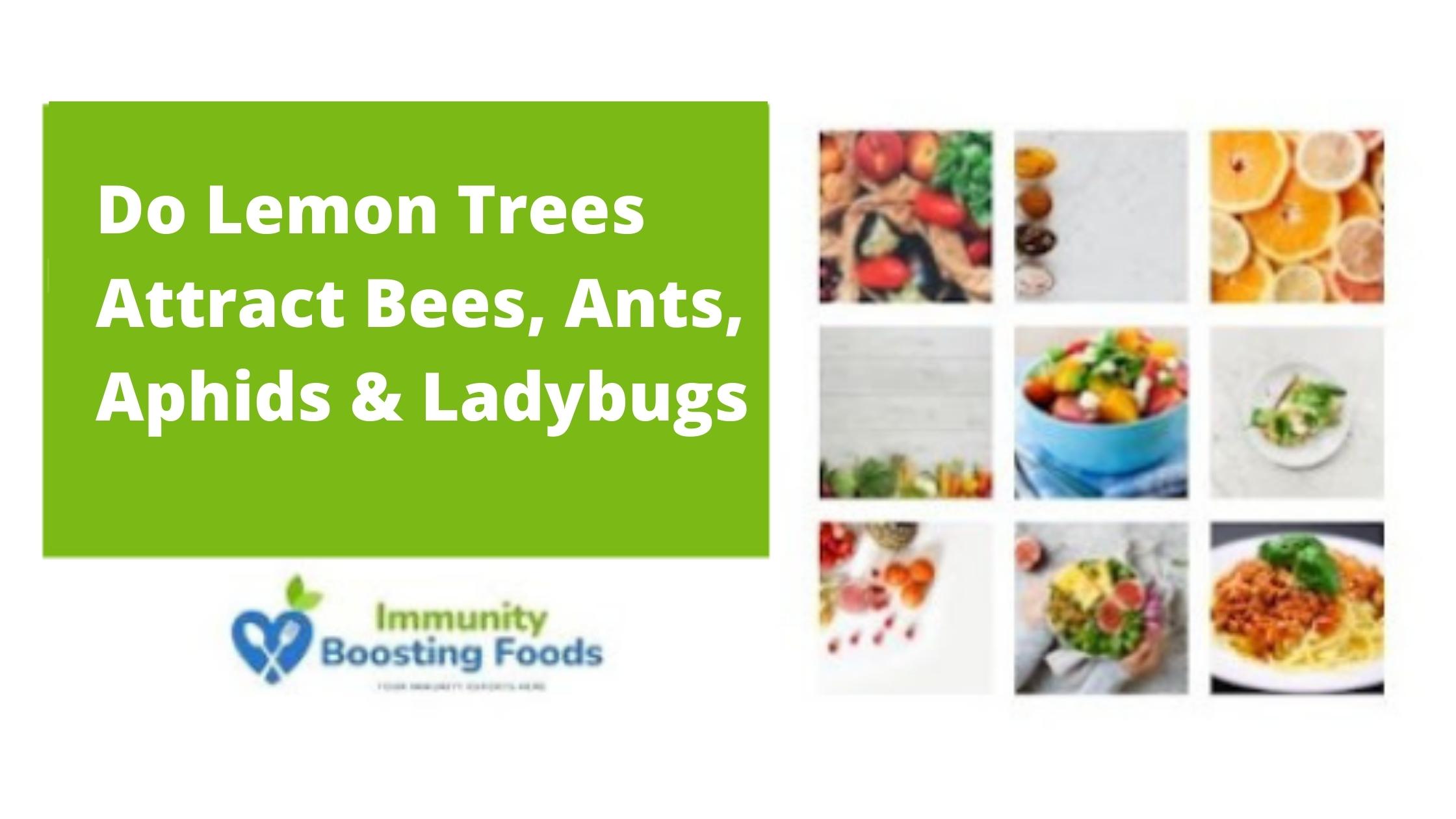 Do Lemon Trees Attract Bees, Ants, Aphids & Ladybugs