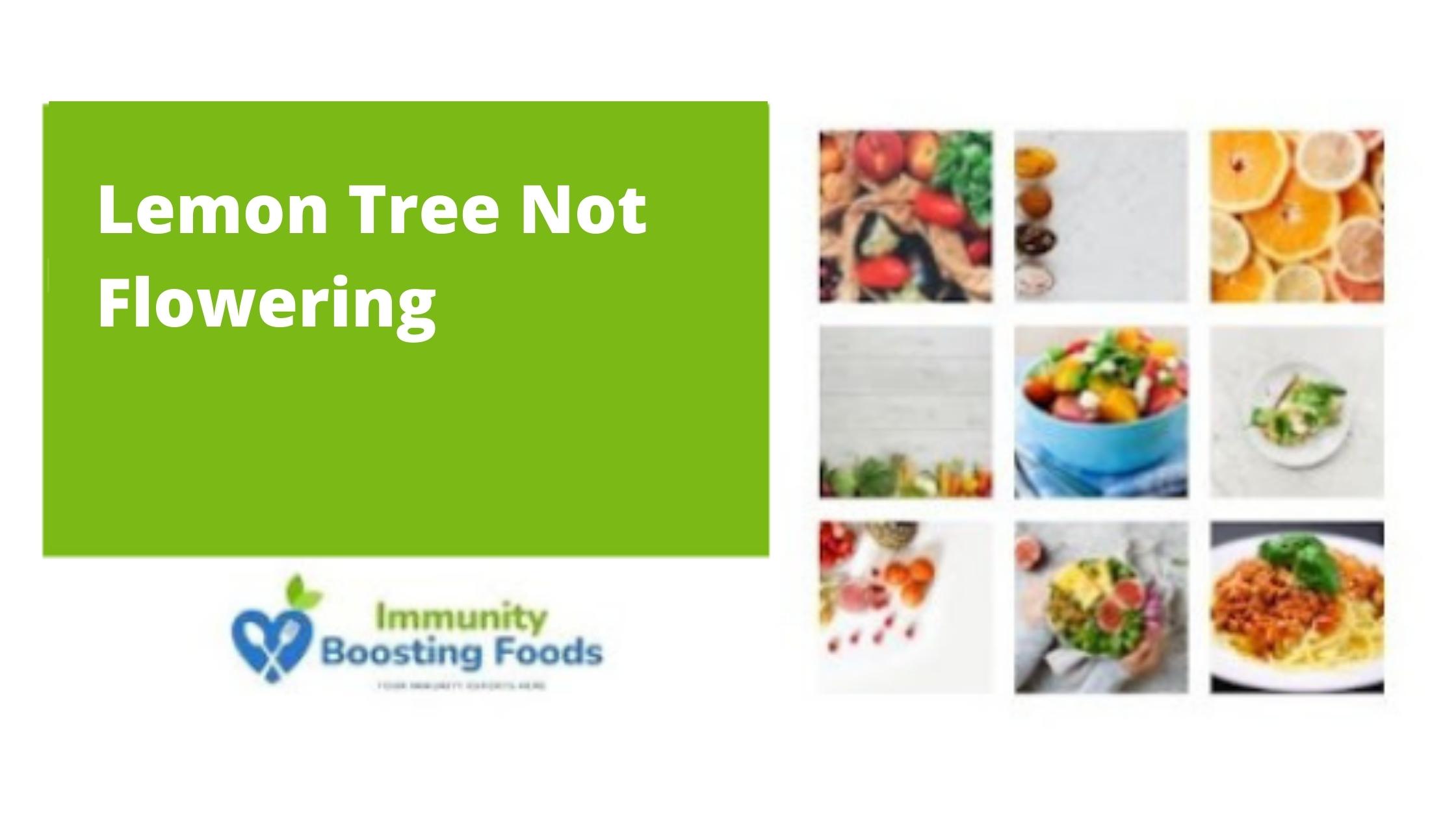 Read more about the article Lemon Tree Not Flowering