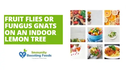 Fruit Flies Or Fungus Gnats On An Indoor Lemon Tree