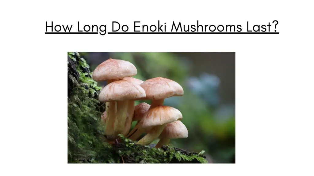How Long Do Enoki Mushrooms Last?